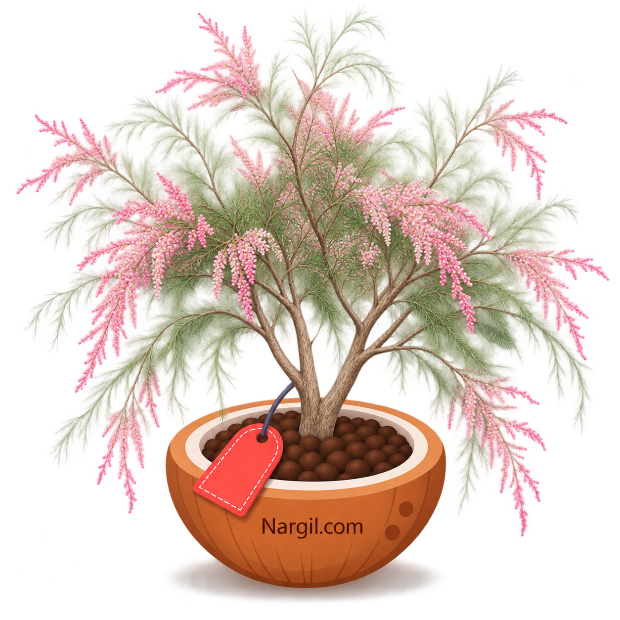 Nargil_tamarix aphylla